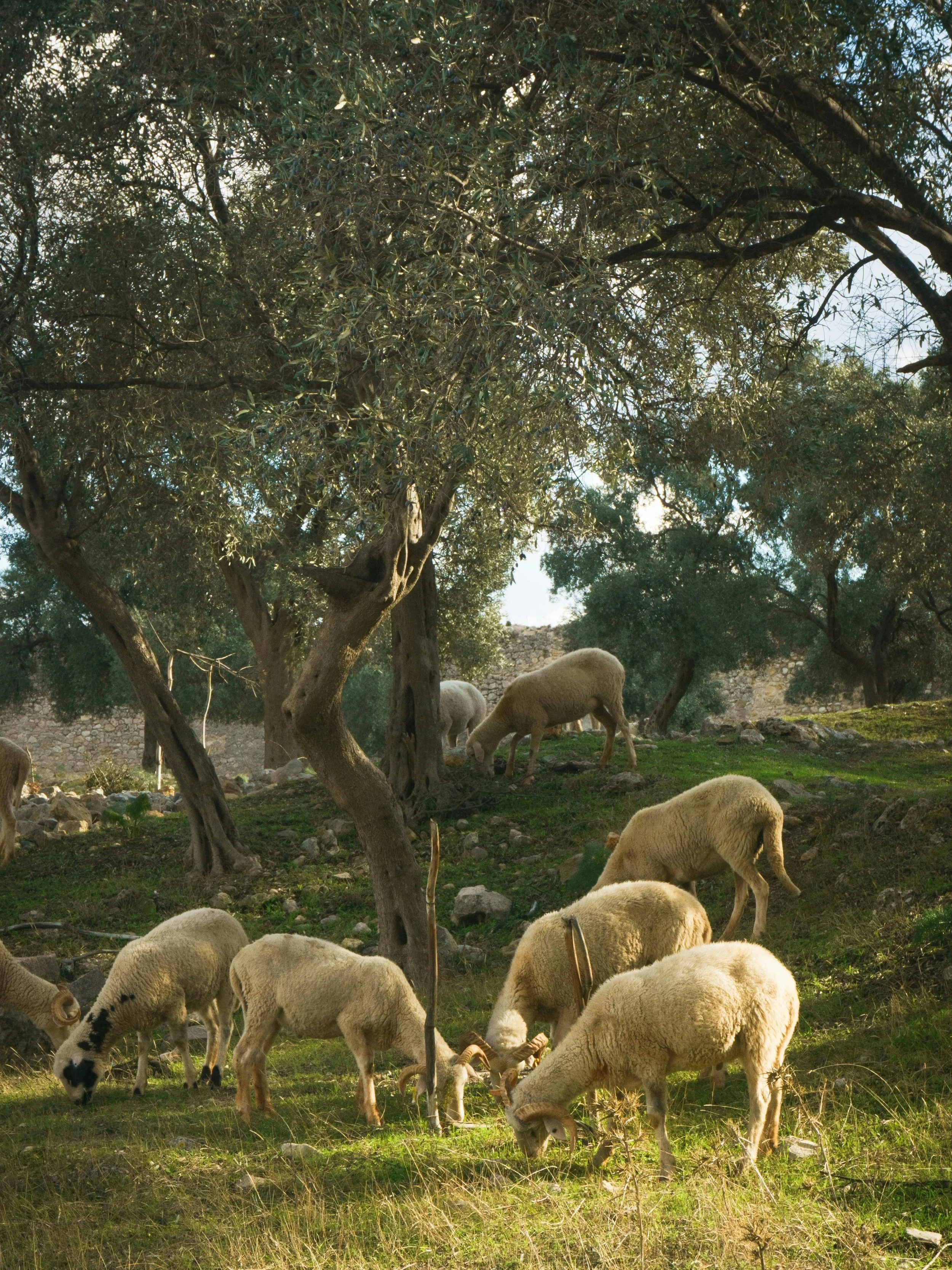 olive grove in Dalmatia Croatia with sheep grazing among olive trees representing traditional farming