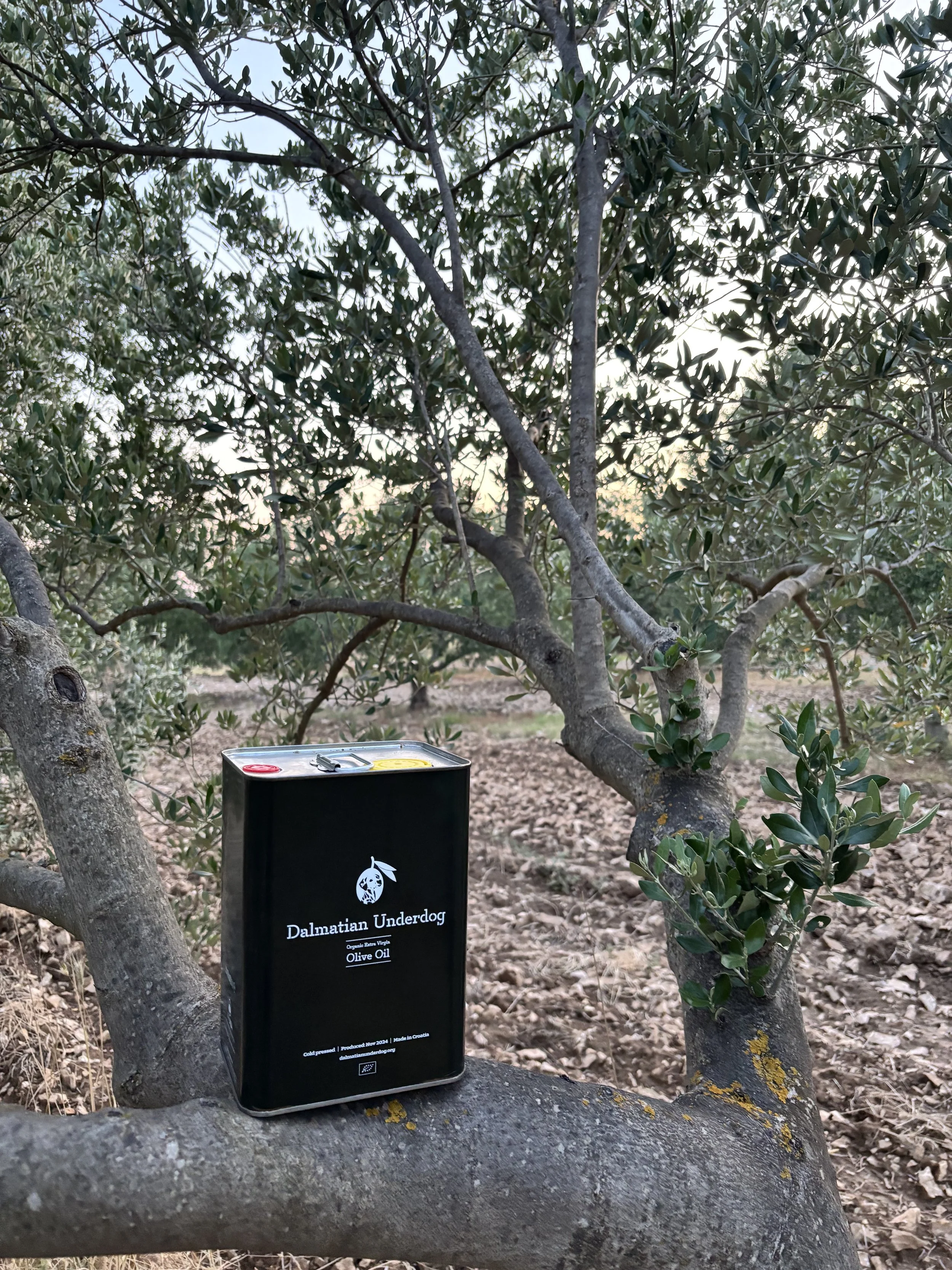 Dalmatian Underdog 3L organic extra virgin olive oil tin from Zadar Croatia