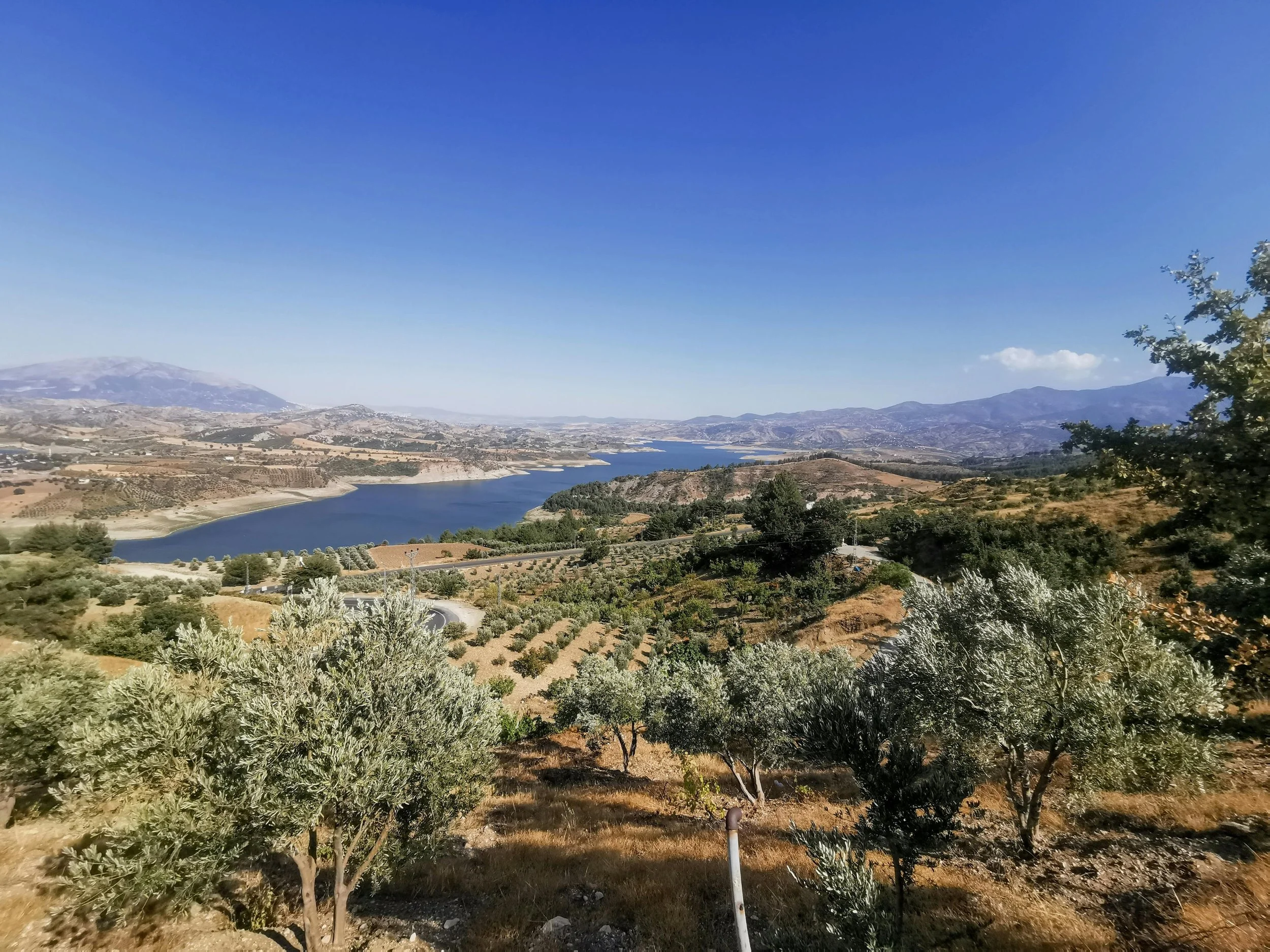 olive groves in Dalmatia Croatia landscape showing Mediterranean olive oil production region