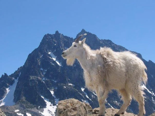 Mountain goat