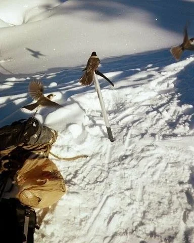 Birds landing on my ice axe 