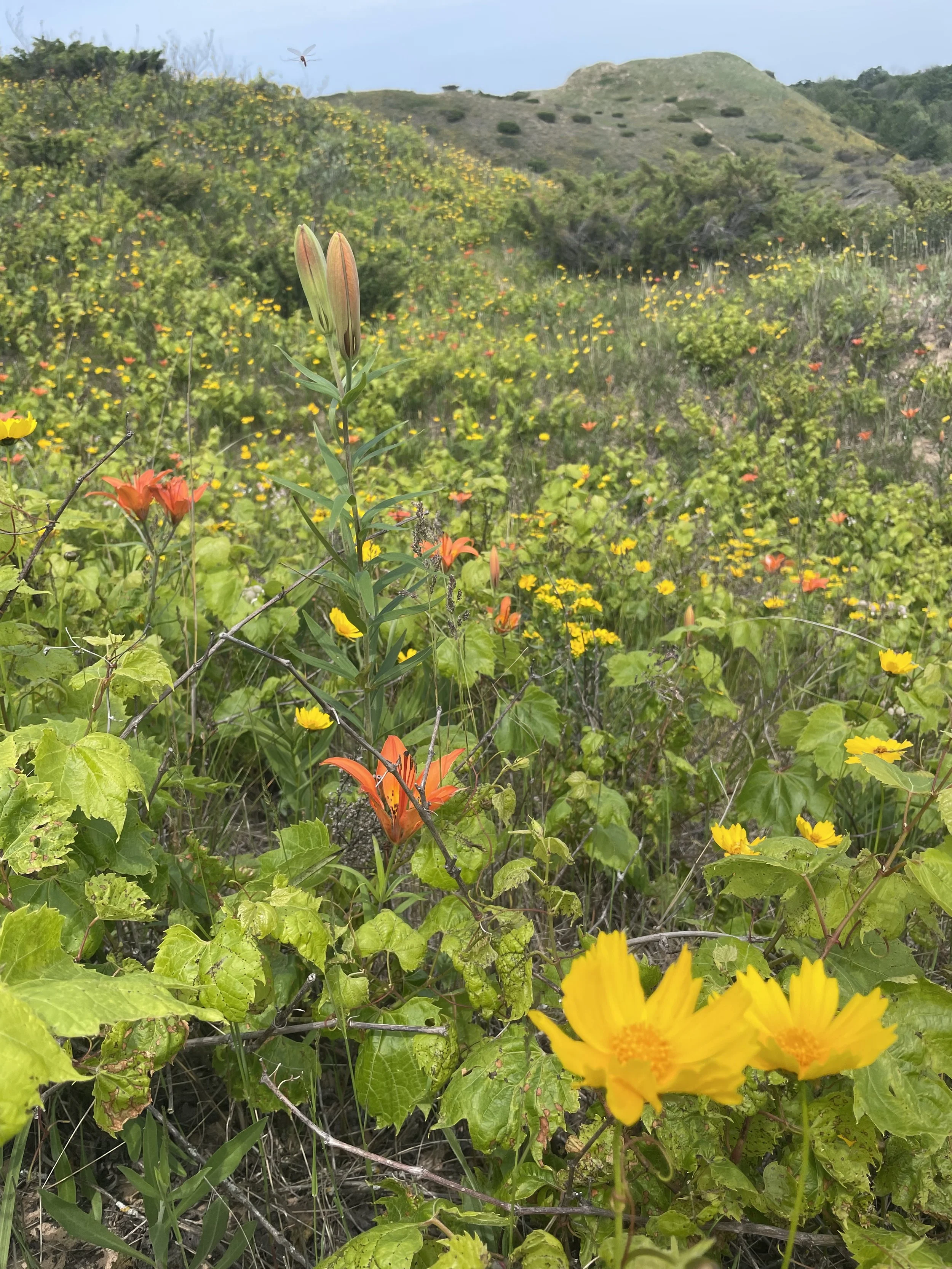 Cultivating Understanding: Teaching Monocots and Dicots with Purposeful Design