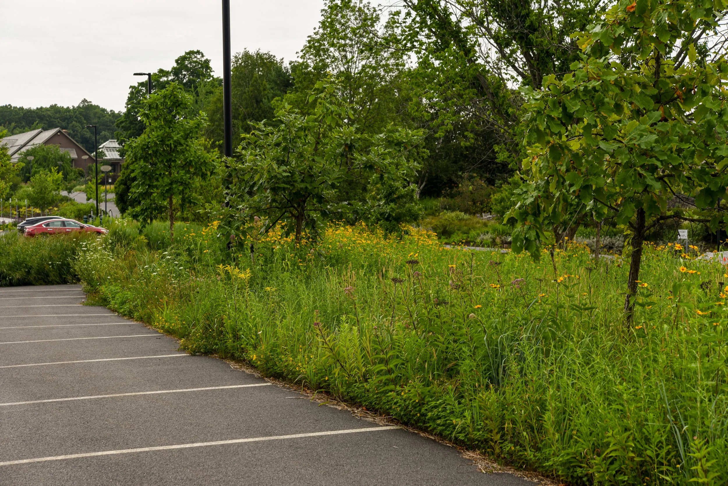 In Partnership with the Place:  Site-Specific Native Design, New England-Style