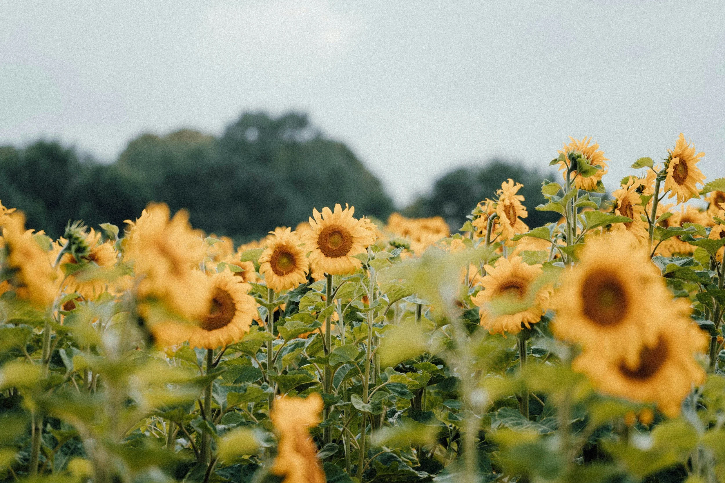 A field of blooming yellow sunflowers with a background of green trees and a light sky.