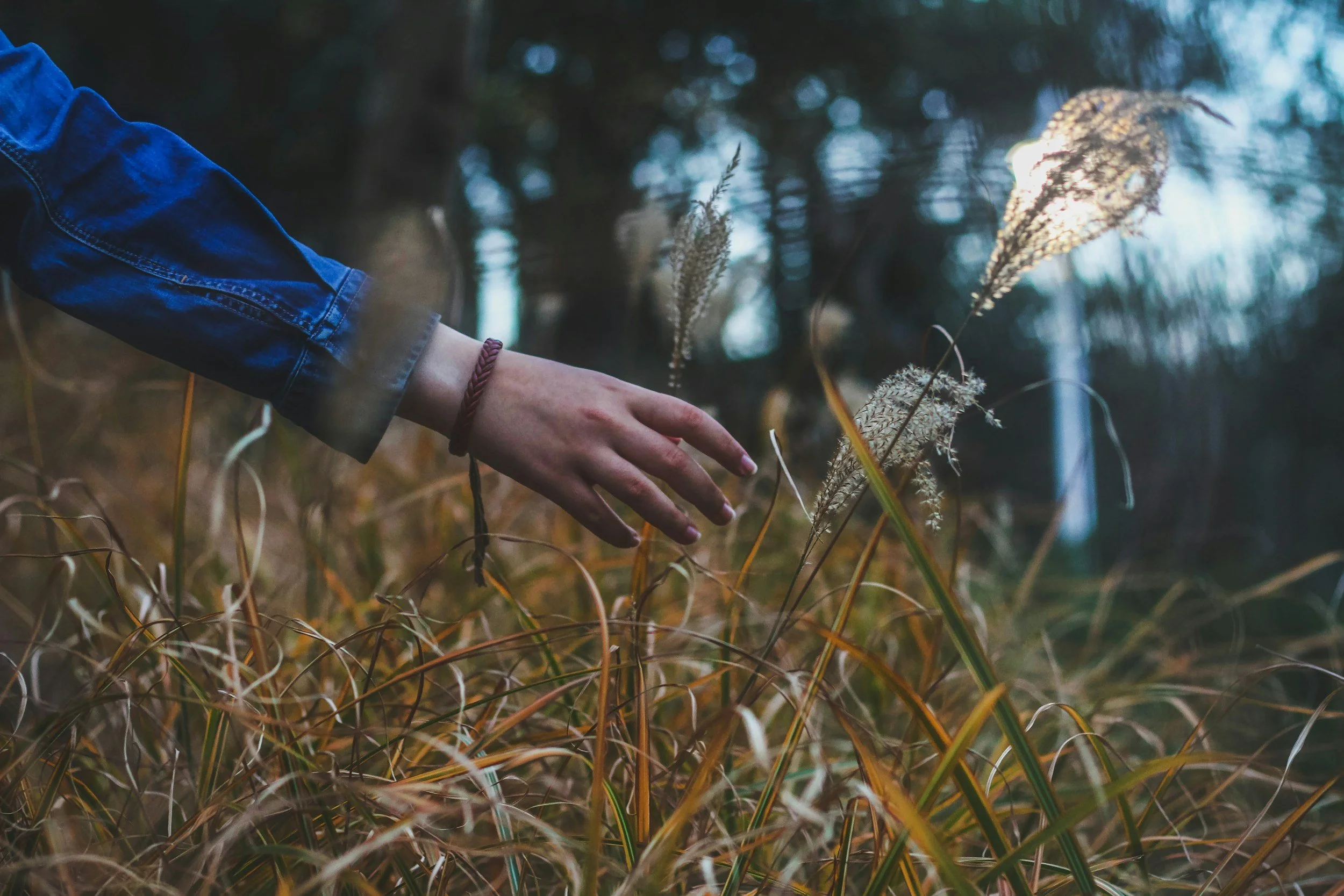 Person in a blue denim jacket reaching out hand toward tall grass or wheat outdoors in a forested park or natural area during daytime.