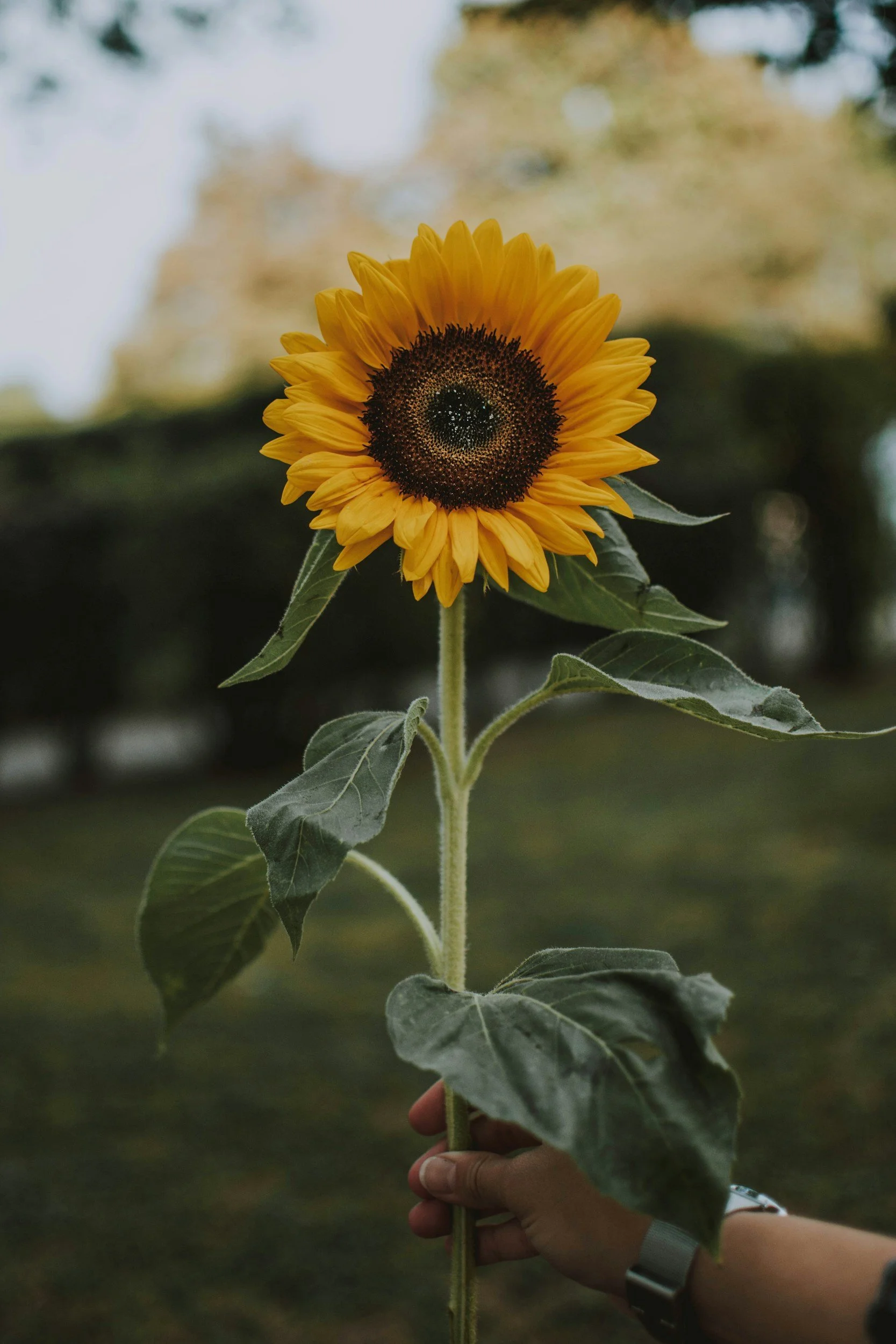 A person holding a sunflower with a dark center and bright yellow petals, with green leaves and a blurred outdoor background.
