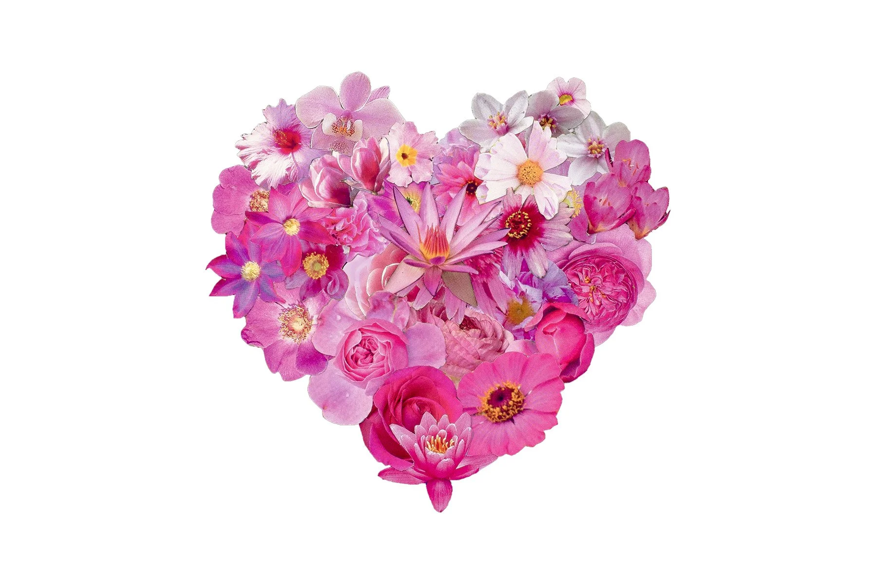 Pink Heart on white