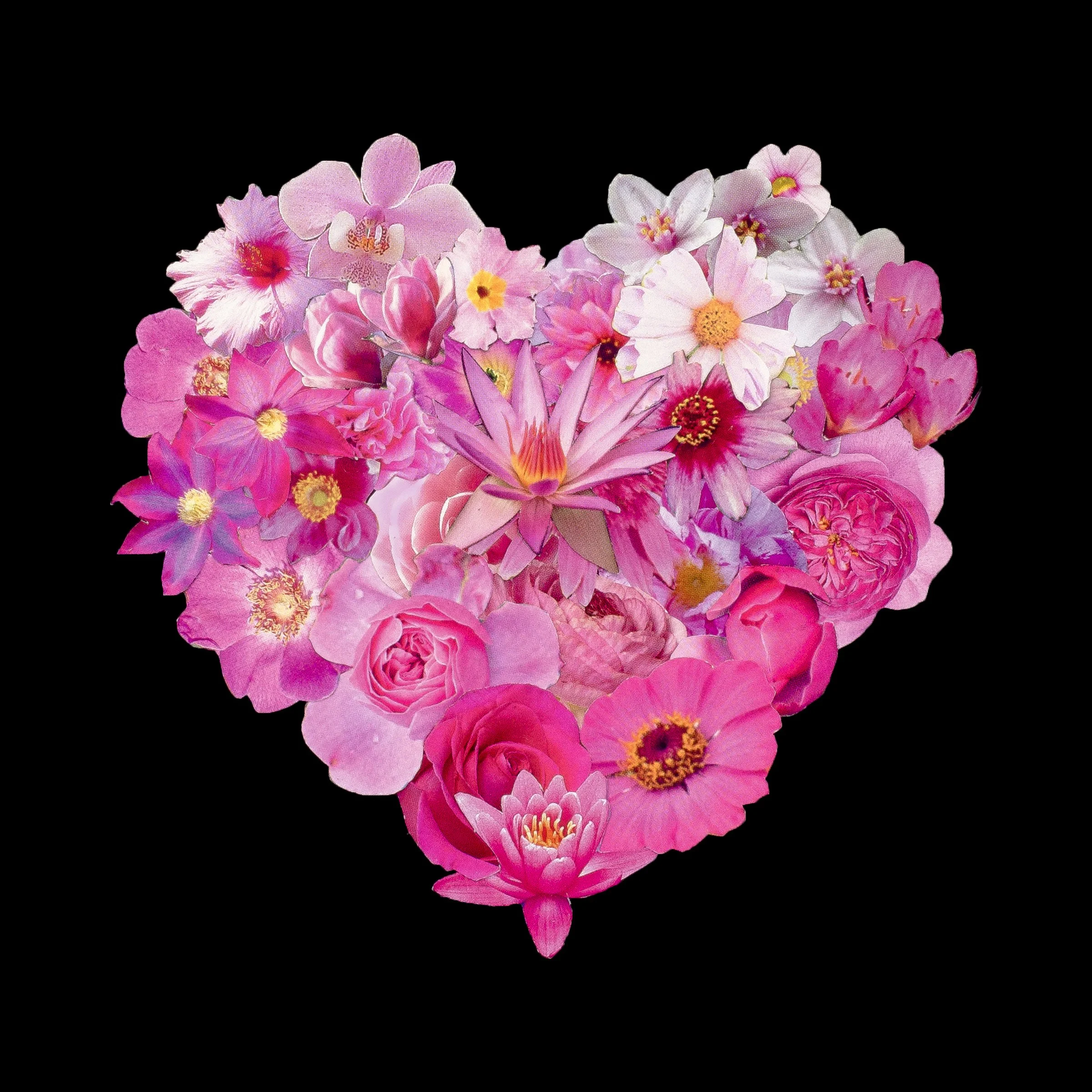 Pink Heart on black