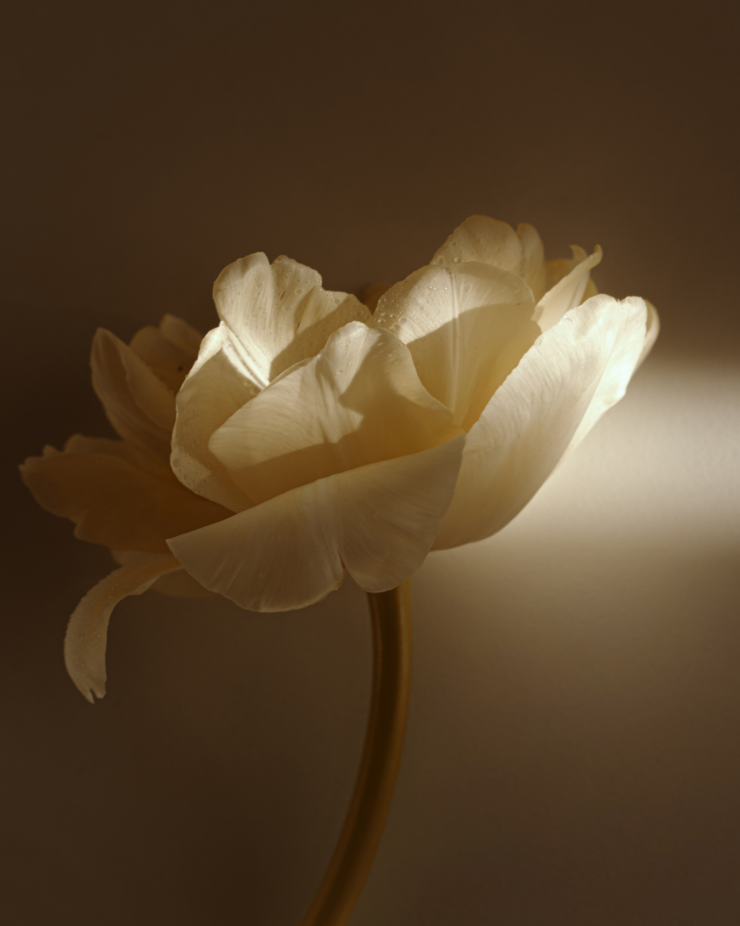 Close-up view of a white tulip illuminated by soft light against a dark background.