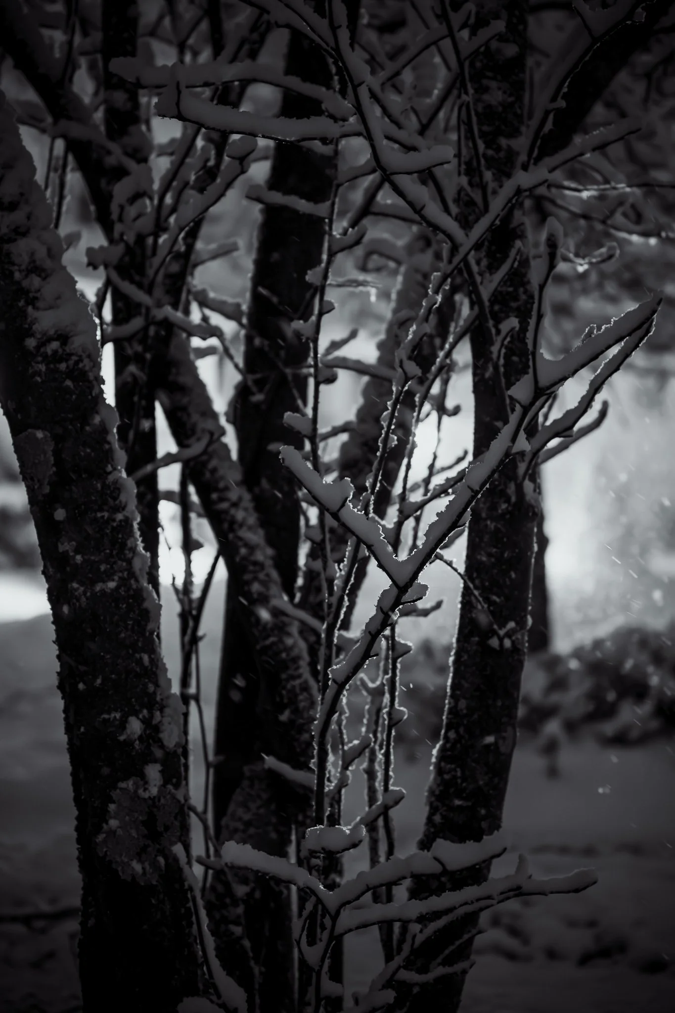 Nikon Z5II | Nikkor Z 50mm f/1.8 S | f/1.8 | 1/125s | ISO 2000