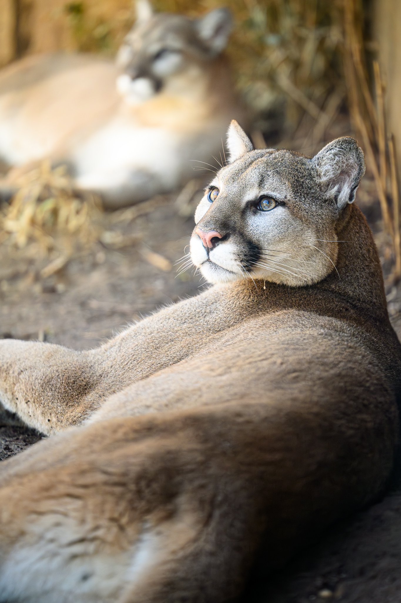 My Honest Review of the Nikon Z5II