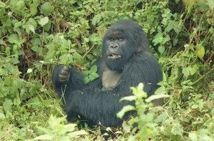 AskariTravel-AfricanAdv-9-VNPUmubano-019-2-300x198.jpg