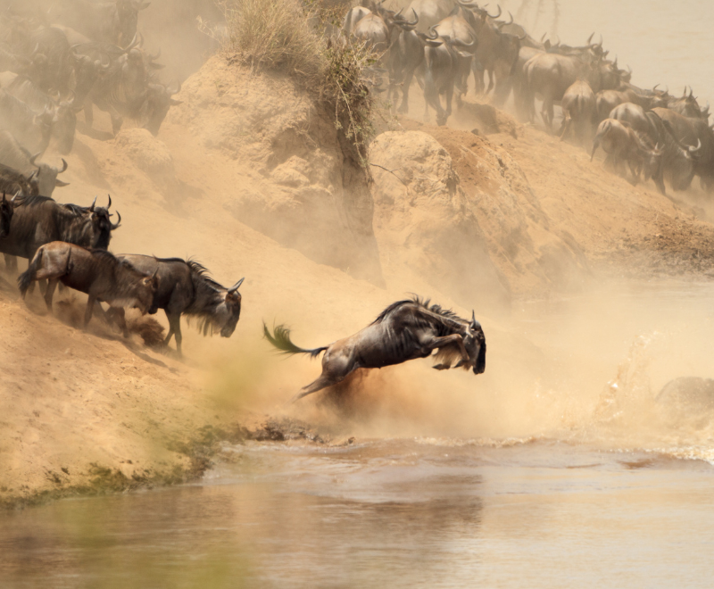 Wilderbeast migration crossing Mara River