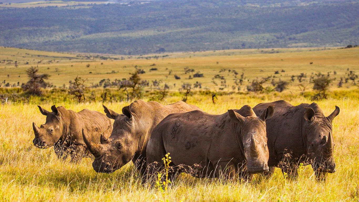 Laikipia Plateau Black Rhinos