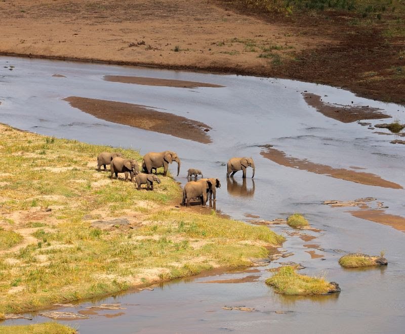 Elephants Crossing, Boteti River, Botswana