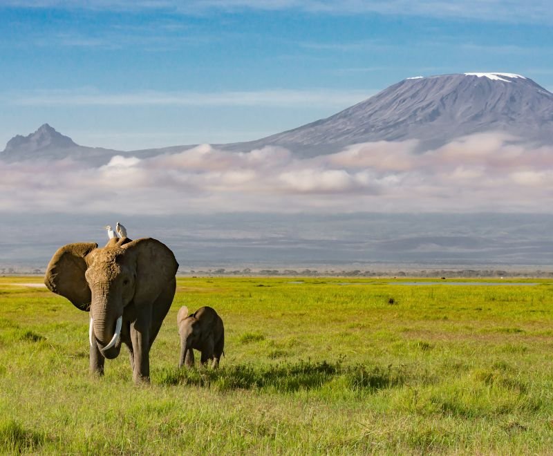 Amboseli elephants with Kilimanjaro in the background