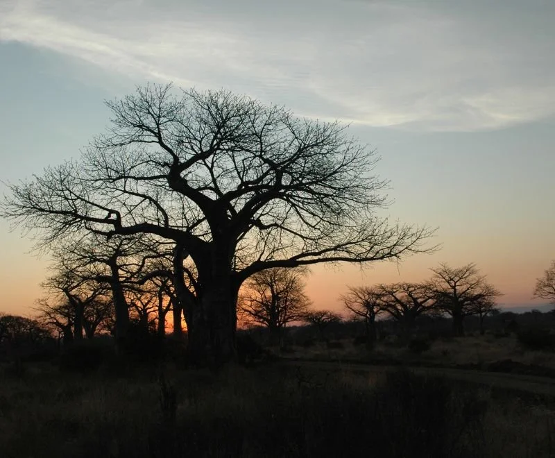 Baobab tree at sunset in Tarangire