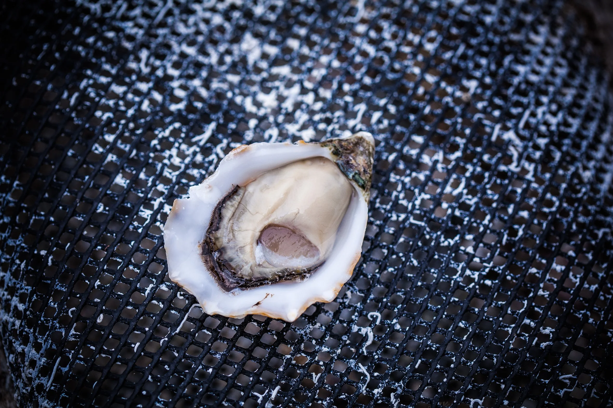 Farm-Direct-Oyster-Co-IMG_3651.jpg