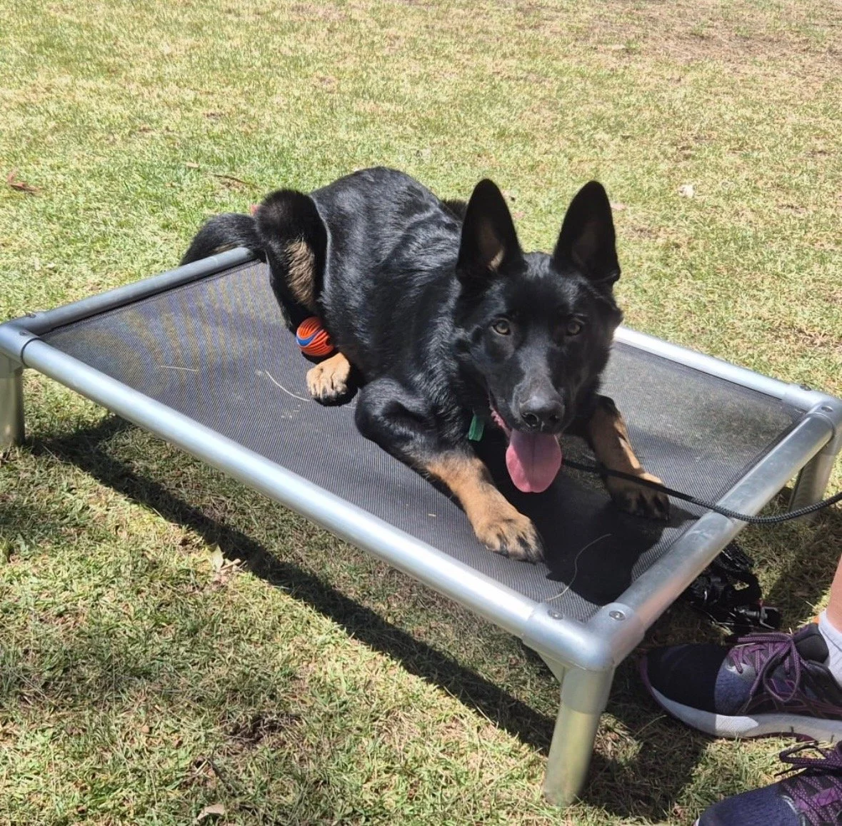 A black and tan German Shepherd lying on an elevated dog bed outdoors on grass, with a toy nearby and a person's shoes partially visible.