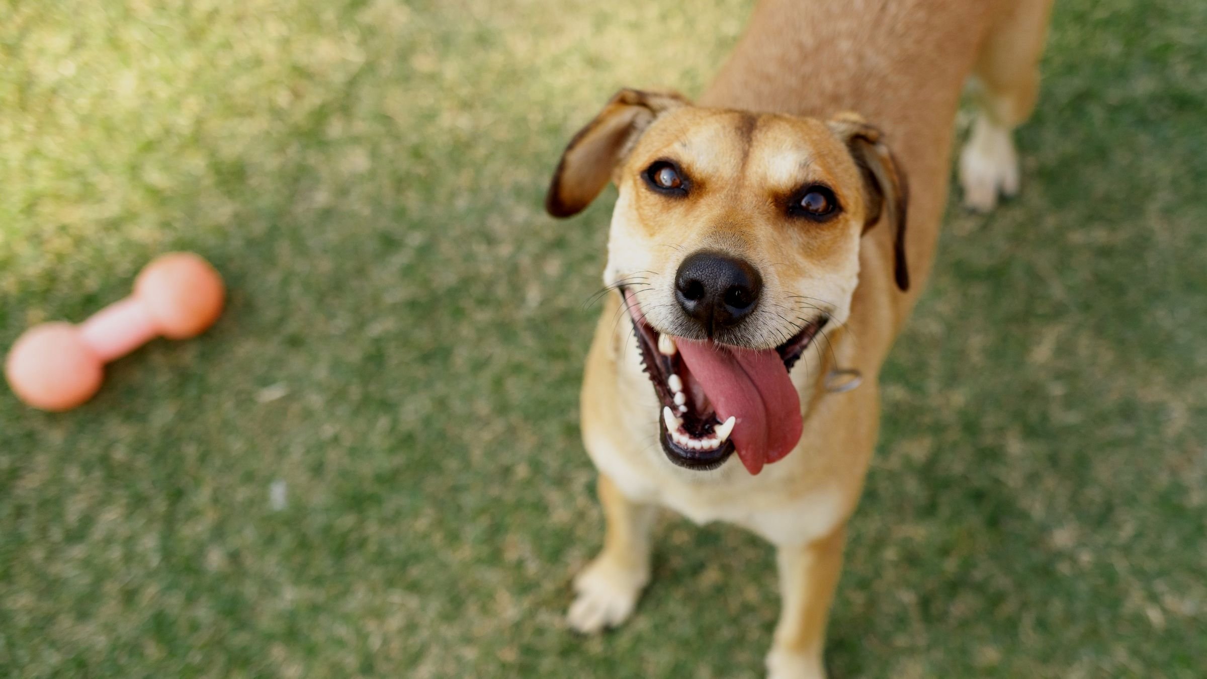 Untitled design - 2024-12-02T170009.061.jpg