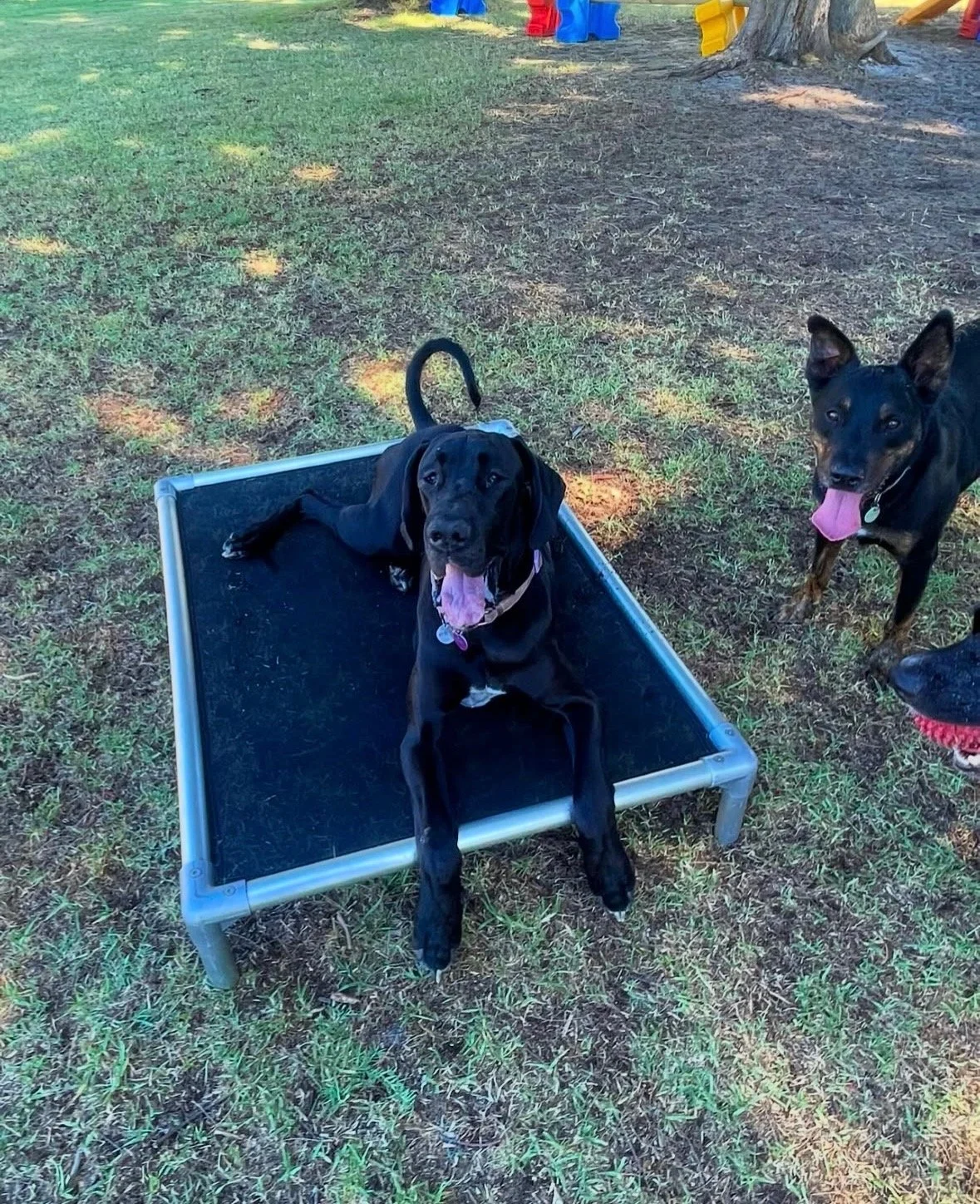 Black dog lying on an elevated pet bed outdoors, with another black dog standing nearby on grass.