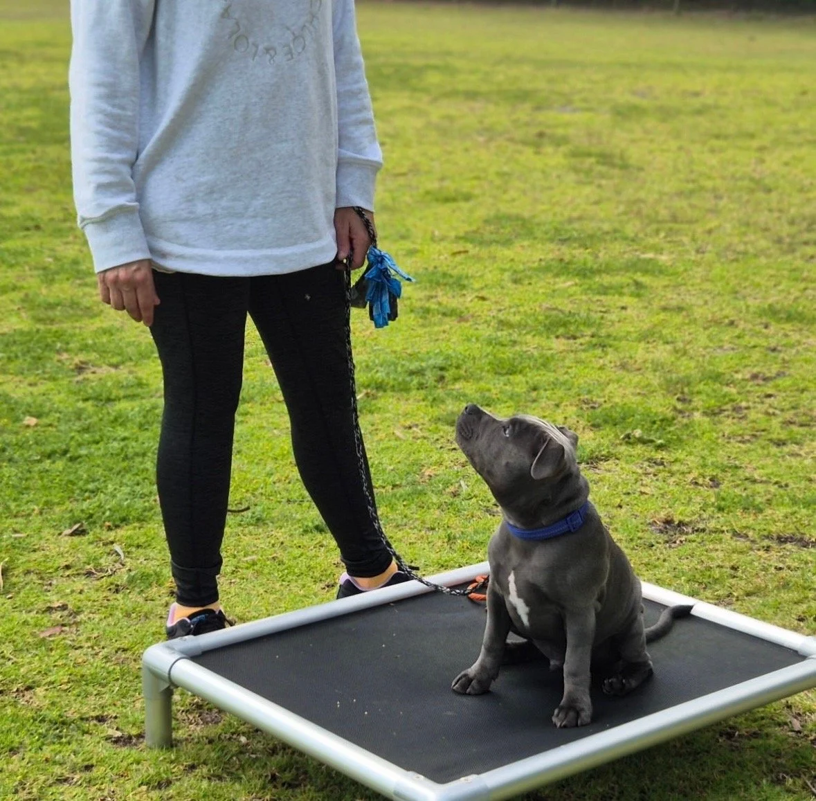 Person standing next to a gray puppy sitting on a platform in a grassy area.