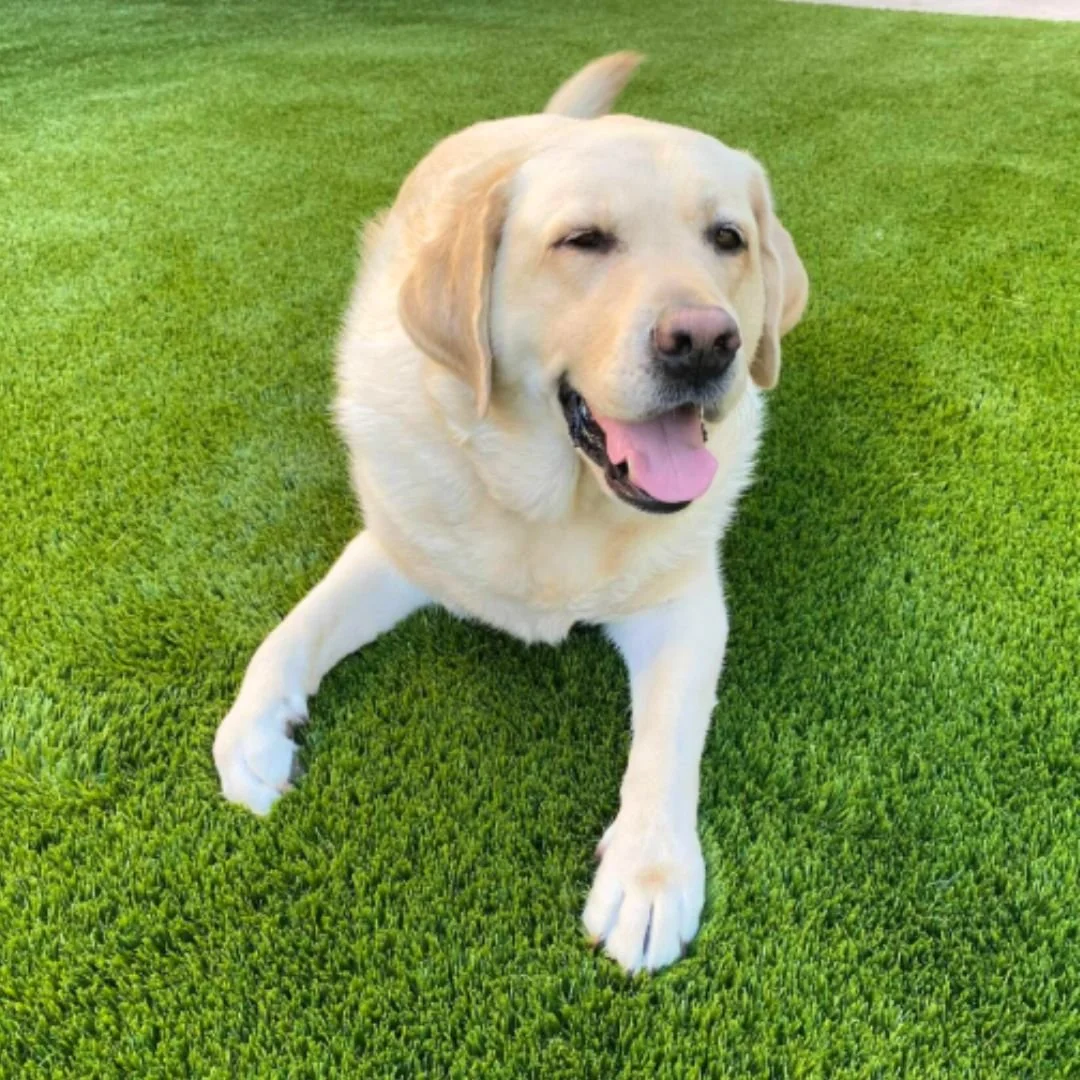 Untitled design - 2025-04-02T173259.021.jpg