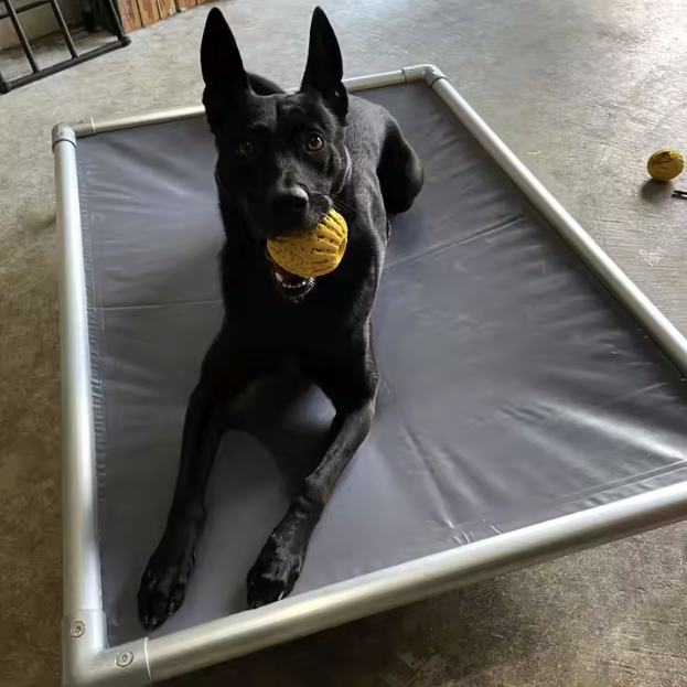 Black dog lying on a raised pet bed, holding a yellow ball in its mouth.