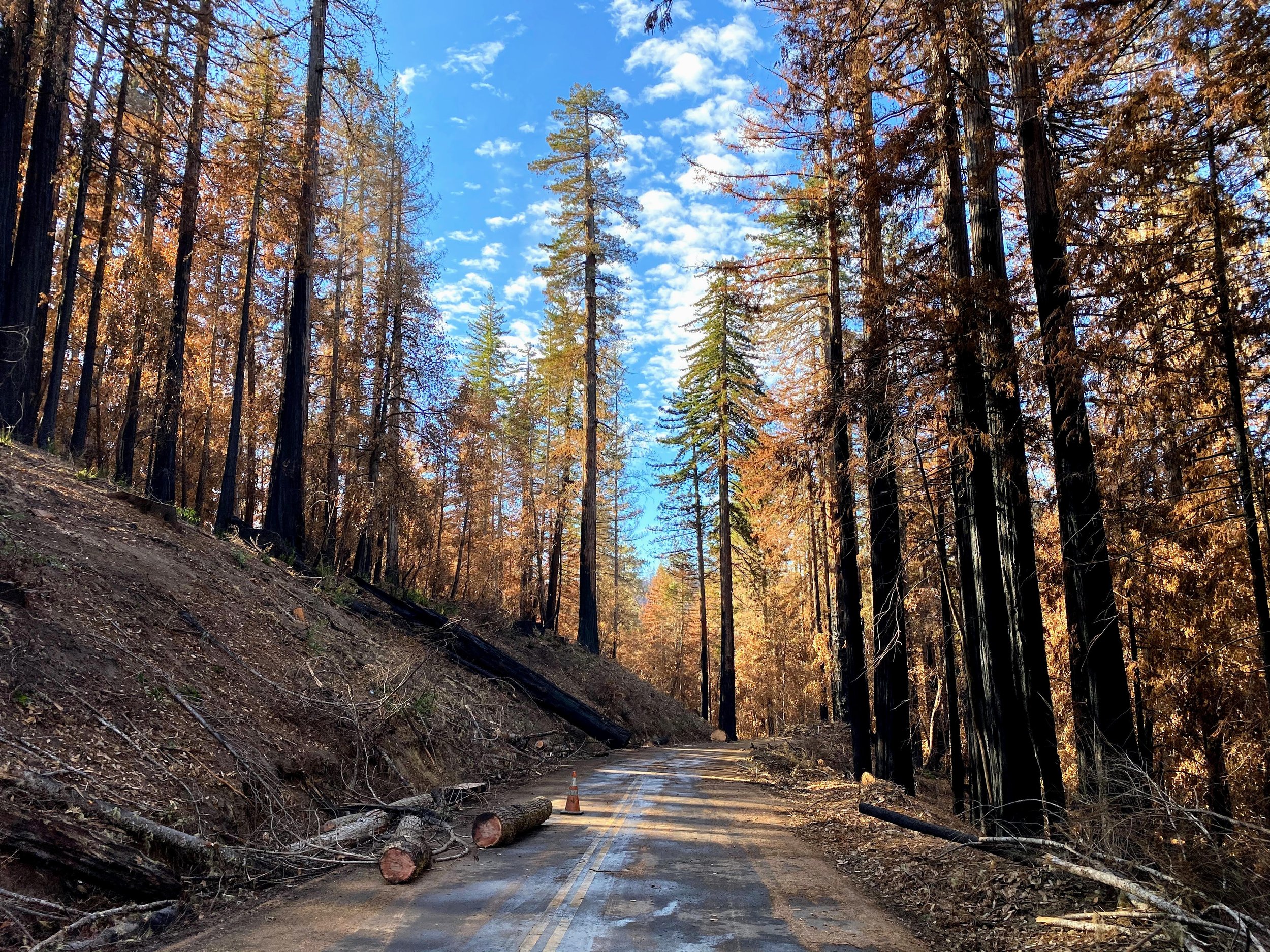 HWY 236 med burn.jpg