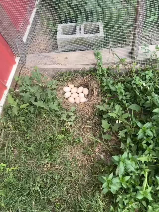 What are these girls thinking?! ANOTHER secret nest!😭😅 #ducks #broody #nest #eggs #toomanybroodybirds #poultry #lookatthis