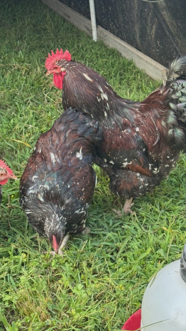 The Jubilees have entered the flock! #jubileeorpingtons #orpington #orpingtonsofinstagram #chickens #prettychickens #fluffbutts #jubilees #rooster