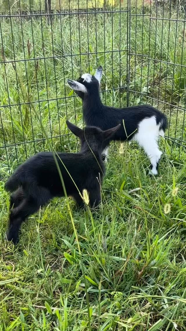 How cute are these babies! Katherine babysits them for some supervised grass time while Mama Moon is milked next to them 🌙 🐐 #goats #goatkids #babygoats #outsidetime #babysitting #babyanimals #babyfarmanimals