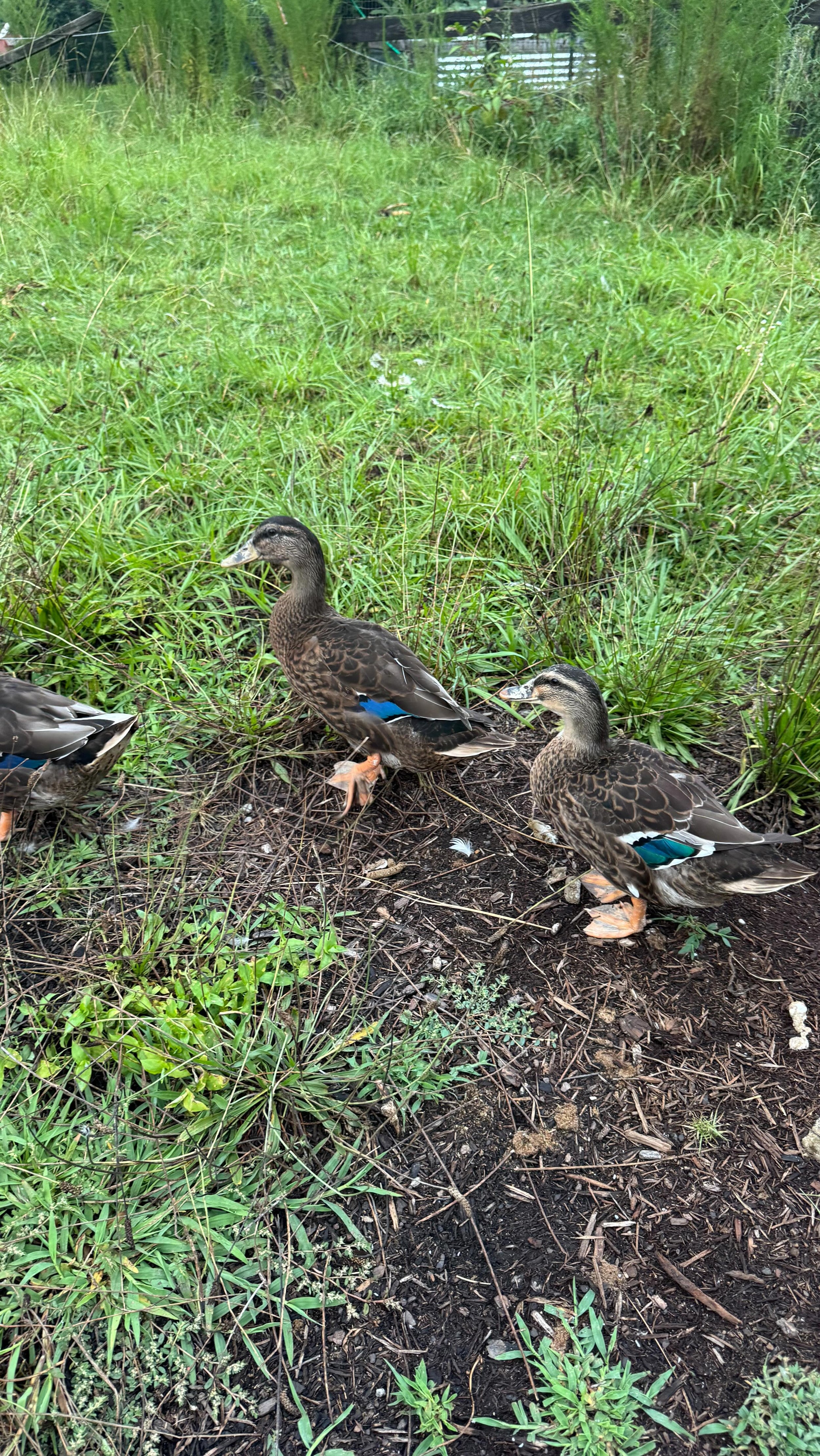 Love these 3 beauties 🥰 🦆 #ducks #ducksinarow #quackquack #feralfarming #farmlife