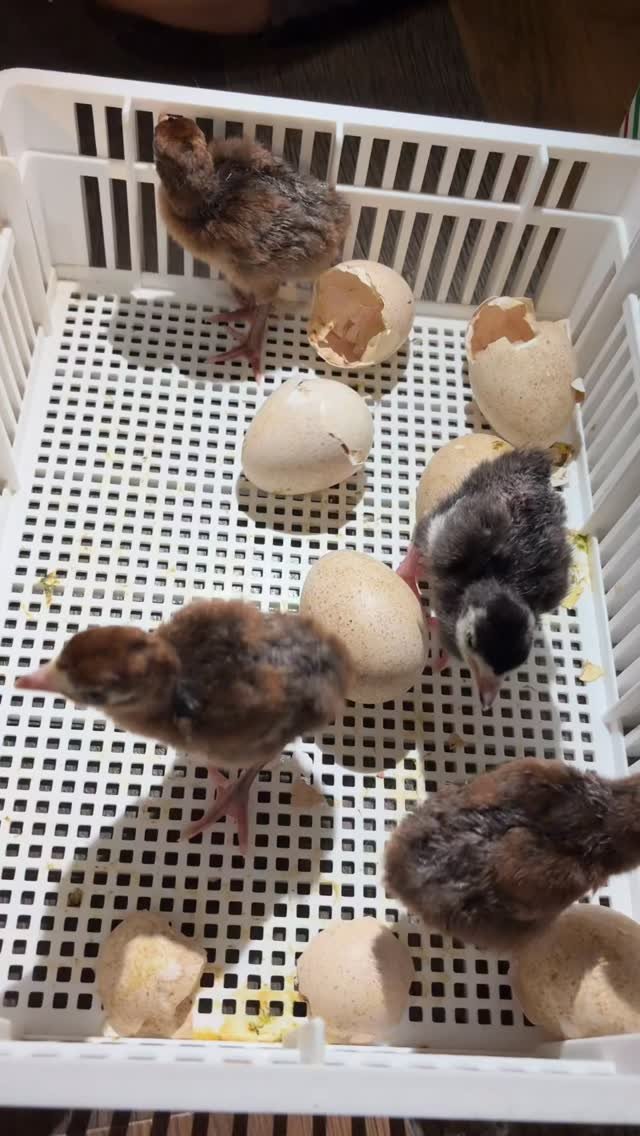 This is our last turkey hatch for the season! This was a nest we found down by the pond and something had gotten the Royal Palm that had been sitting on it 😢 but we couldn’t let her nest go to waste and put them in the incubator with a small p
