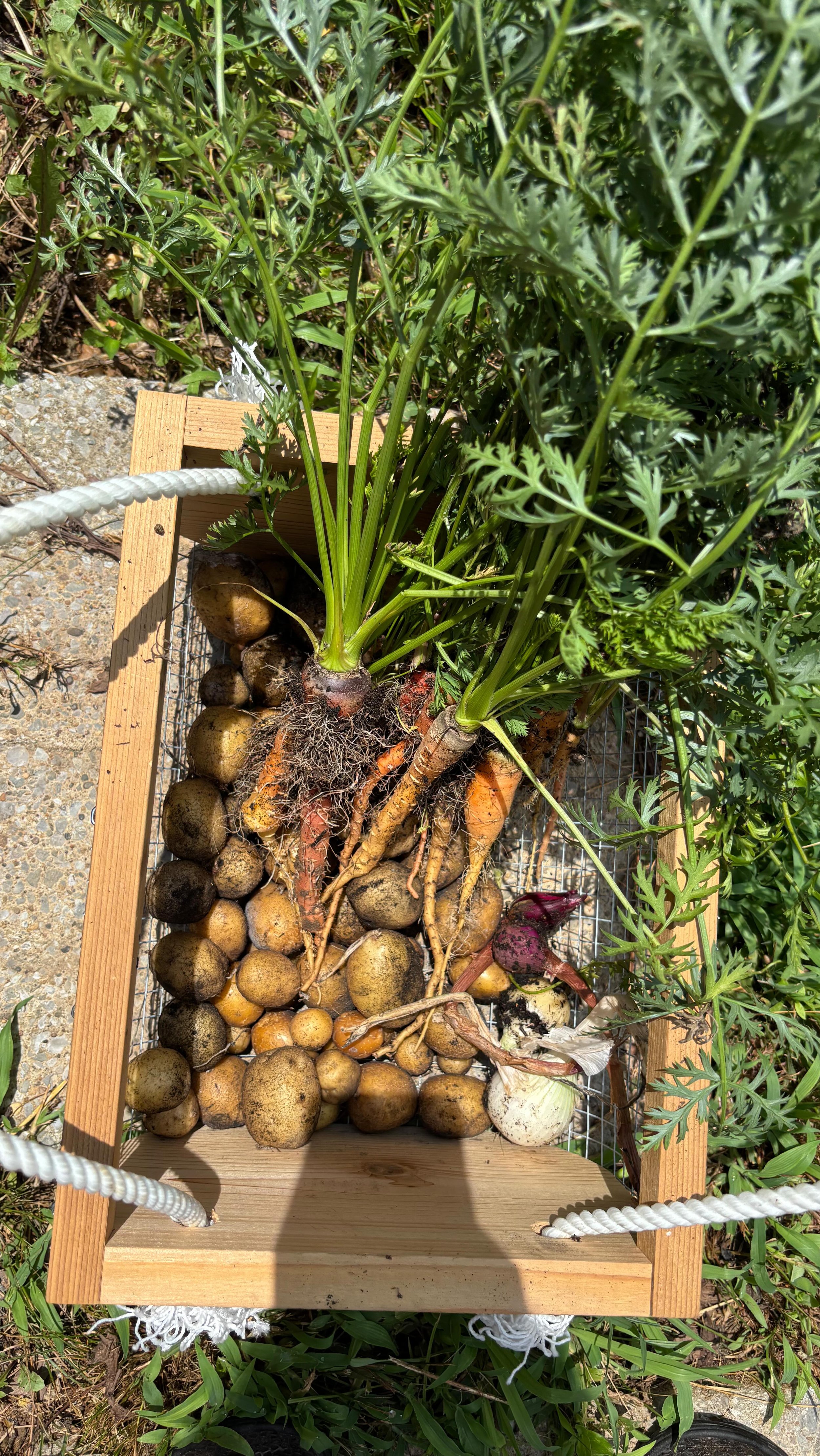 We had so much fun digging up our first harvest of potatoes! I was surprised by how many we ended up with. 🥔 We ended up planting more after digging these up.
These were from a potato container garden kit from @keenegarlic
#potatoes #garden #organi