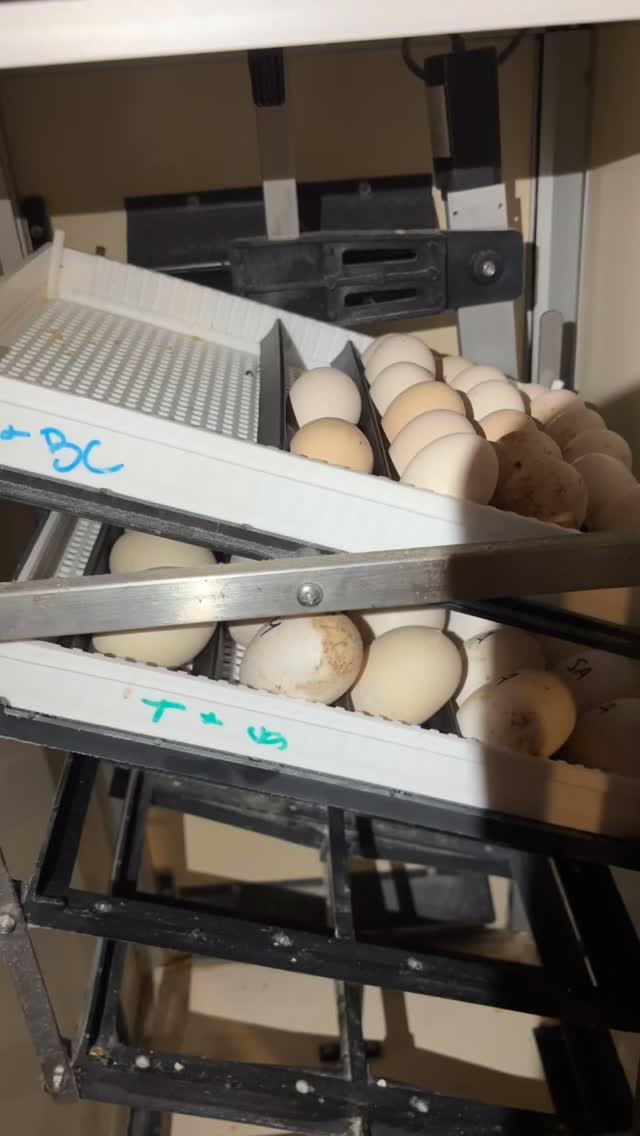 There she goes again… I said we weren’t hatching any more until fall but duck eggs fell into the @hatchingtime incubator.. oops 🙊 🤣 Silkie eggs are going on the top for @mrsgonser and tray 2 has Silver Appleyard and Muscovy duck eggs f