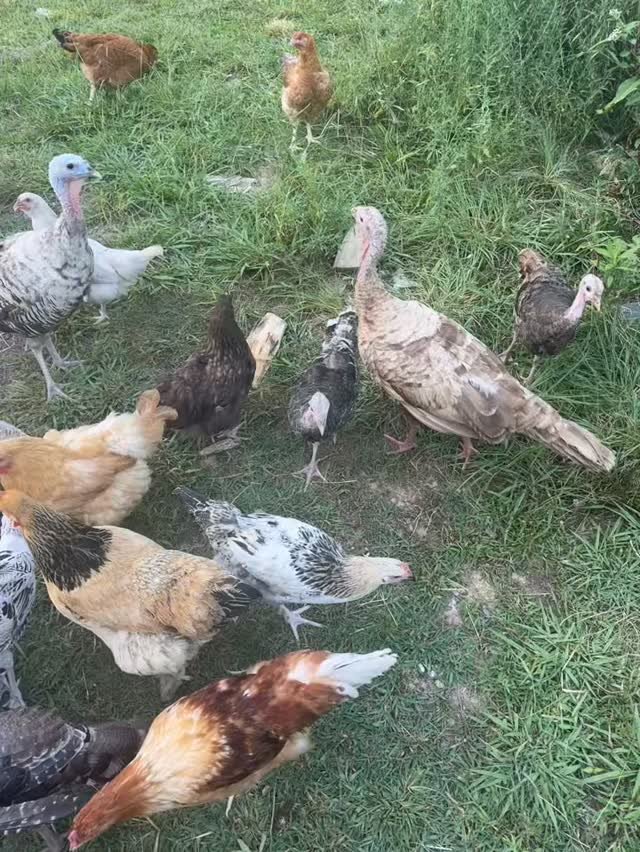 Good afternoon everyone! #chickens #turkeys #ducks #farmanimals #farmsounds #animalsounds #poultry #peaceful