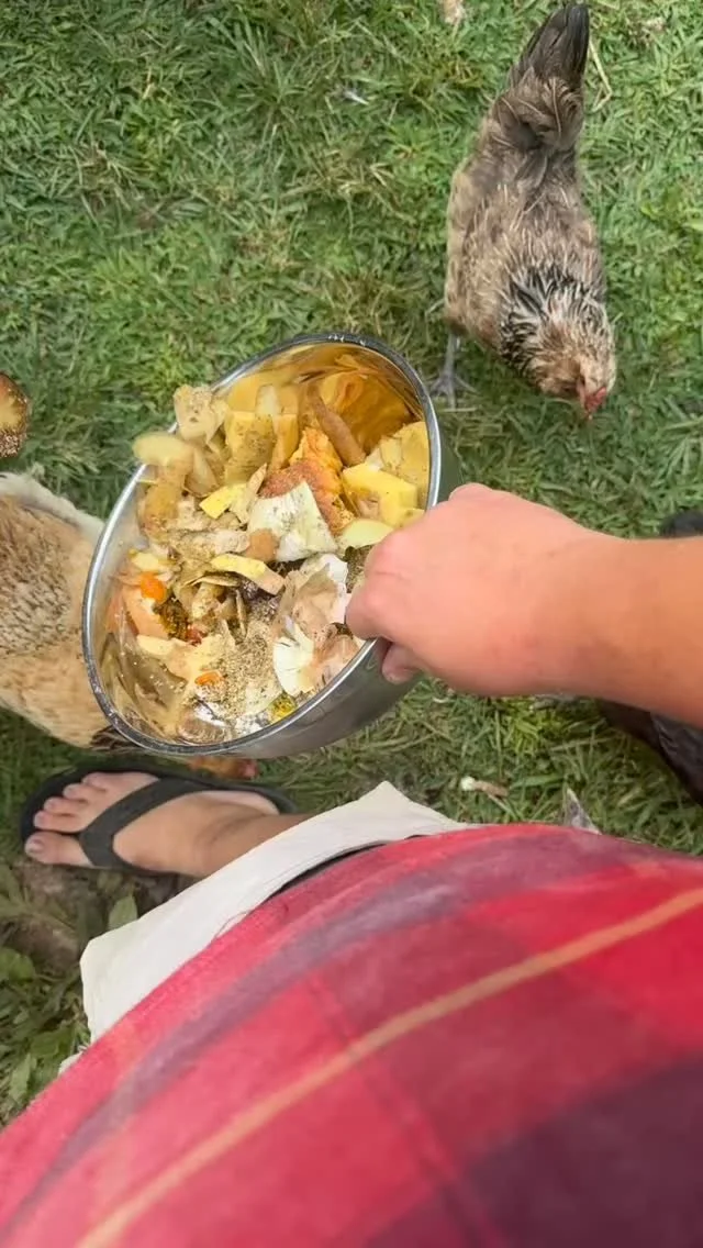 Their favorite part of the day, SNACK TIME! 🍑🥒🧄🌽🍌 #snacks #snacktime #turkeys #chickens #poultry #farmanimals