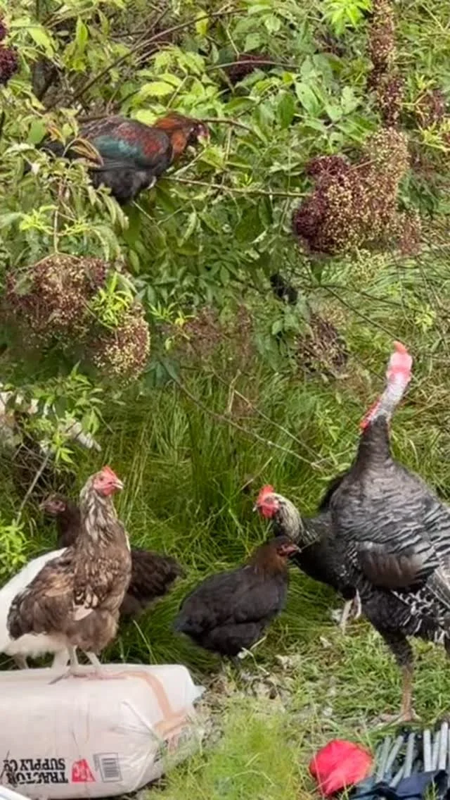 I guess I need to pick the elderberries before there’s none left 🤦‍♀️ #turkeys #elderberry #chickens #poultry #foraging