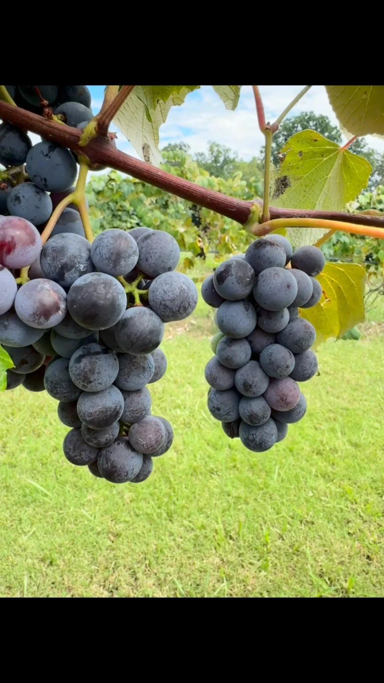 Grape juice time! So glad @morris_vineyard has concords this year! #grapes #juice #grapejuice #freshfruit #canning #waterbathcanning