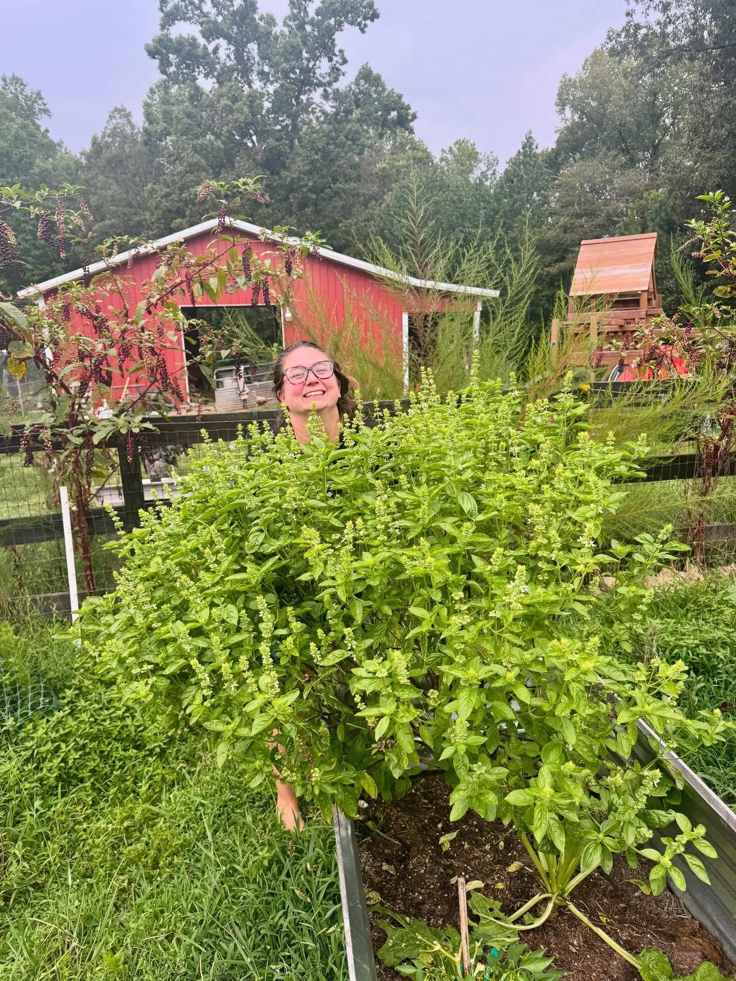 Sweet Basil 🌿
This beautiful, vibrant green herb that is commonly found in the kitchen has SO many uses and benefits!! There are different types of basil, but the one in the pictures from our garden are Sweet Basil. Sweet Basil is mainly used for c