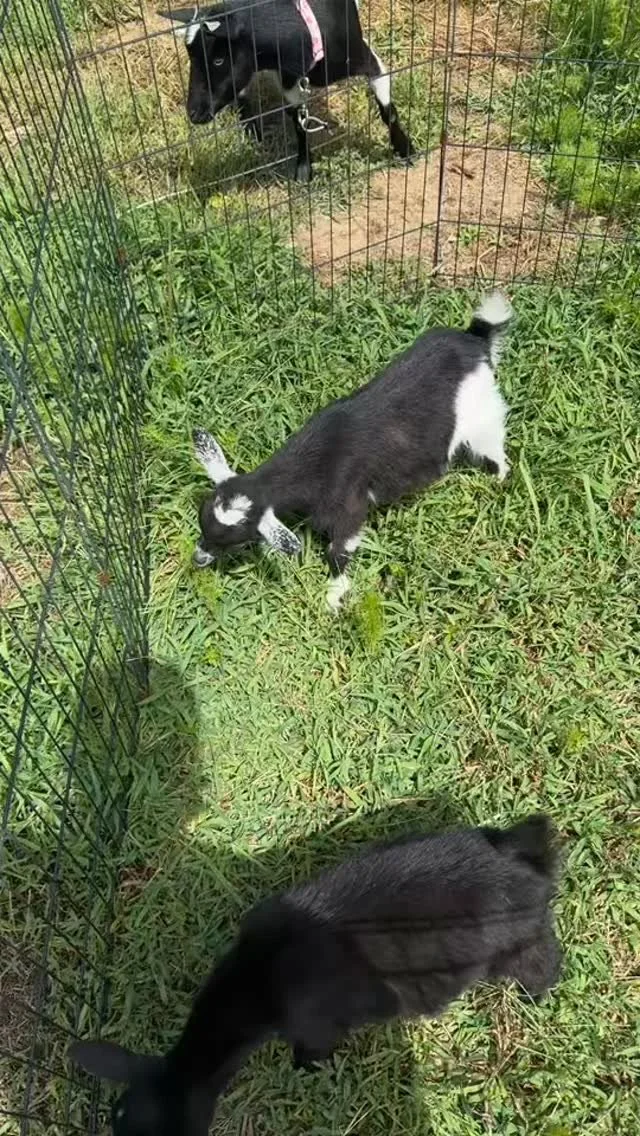 Baby weed eaters 🥹🥰 #goats #goatkids #babygoats #weedeater #babyweedeater