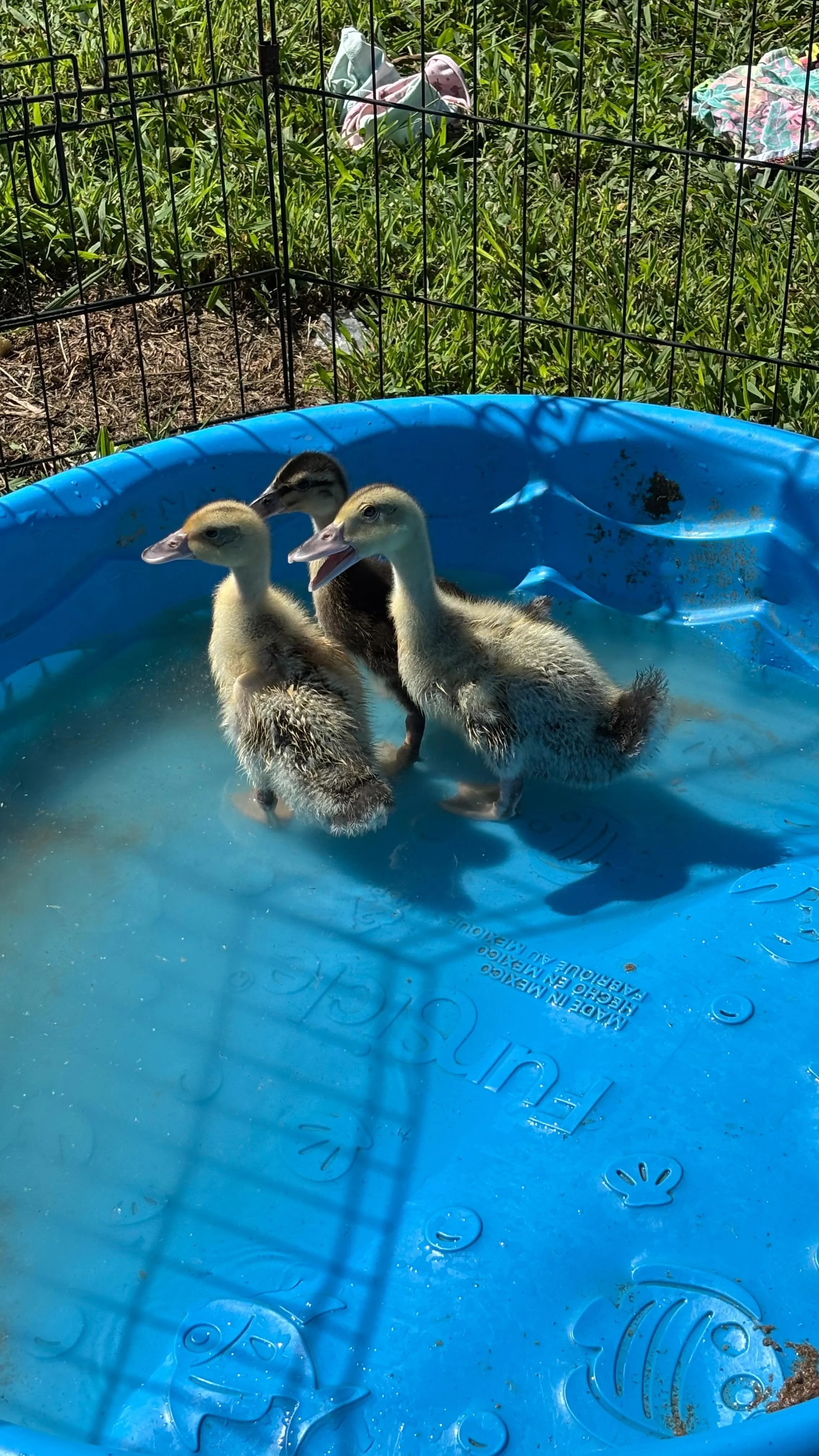 The ducklings had some fun in the pool! #ducklings #pool #duck #farmanimals #babyanimals #water