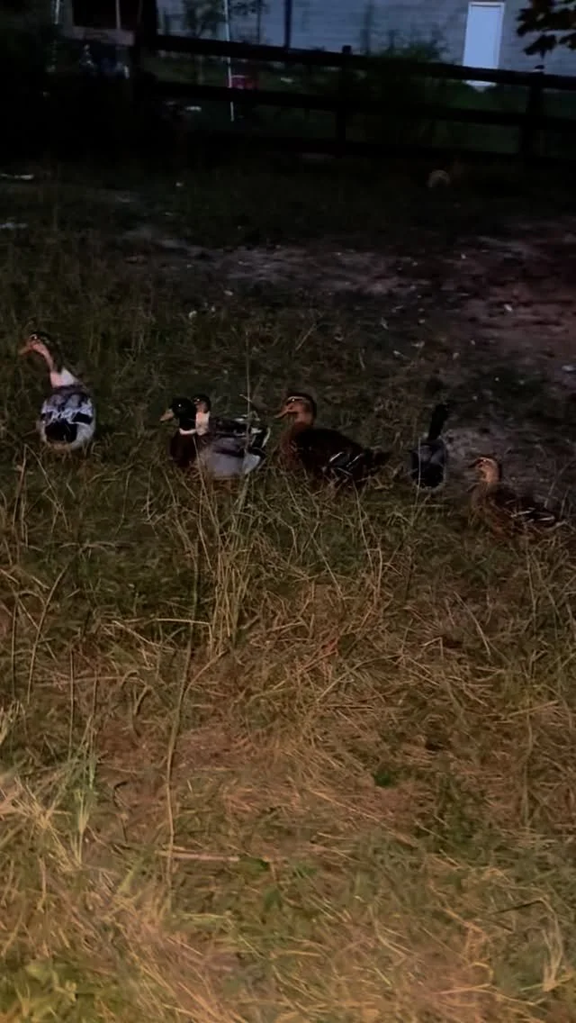 I guess I can have all my ducks in a row 🦆 #ducks #ducksinarow #quackquack
