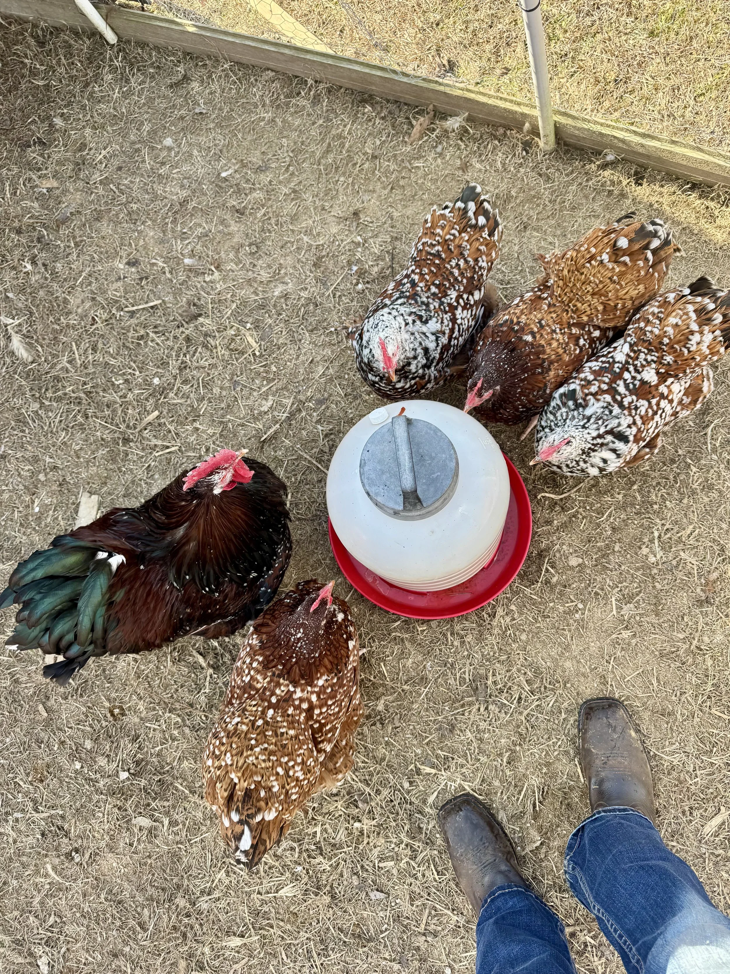 Jubilee Orpington Hatching Eggs