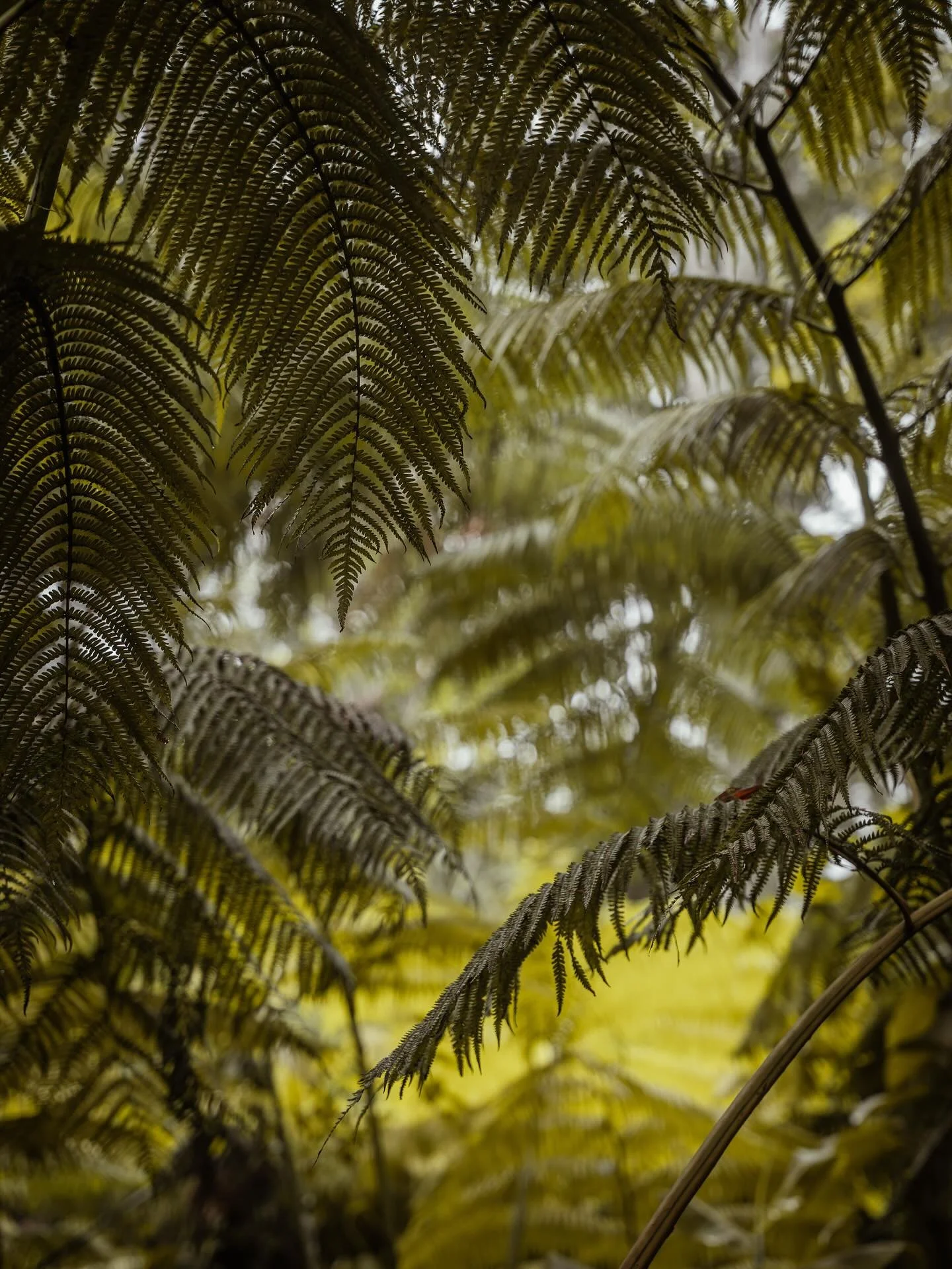 because i&rsquo;ve never actually posted all my hawaii photos ft. rooster