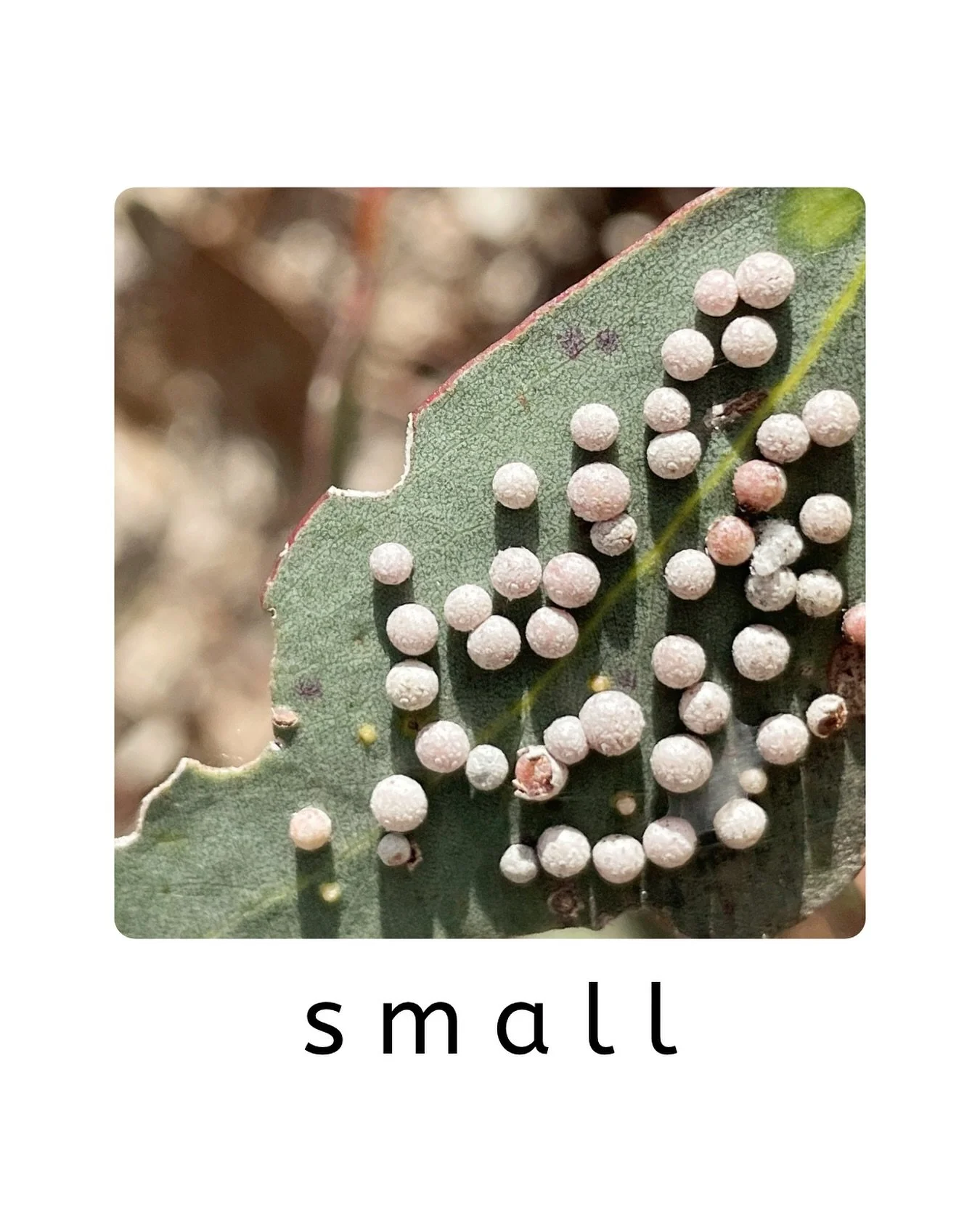 Oh my gosh this weather! Time to get outside and explore - what can you find that is small? 

#littlewildcards #supportsmallbusiness #kingsville #outdoorkids #adventurekids #natureplay #ecotoys