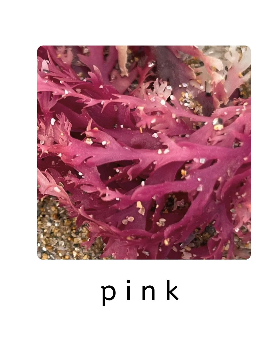 There is so much pink to be found in nature!

My littles aren&rsquo;t so little anymore, but mr 6 joined me for a stroll around the neighbourhood this weekend. I took our LWC, knowing he&rsquo;d get bored of the walk but not convinced he would still 