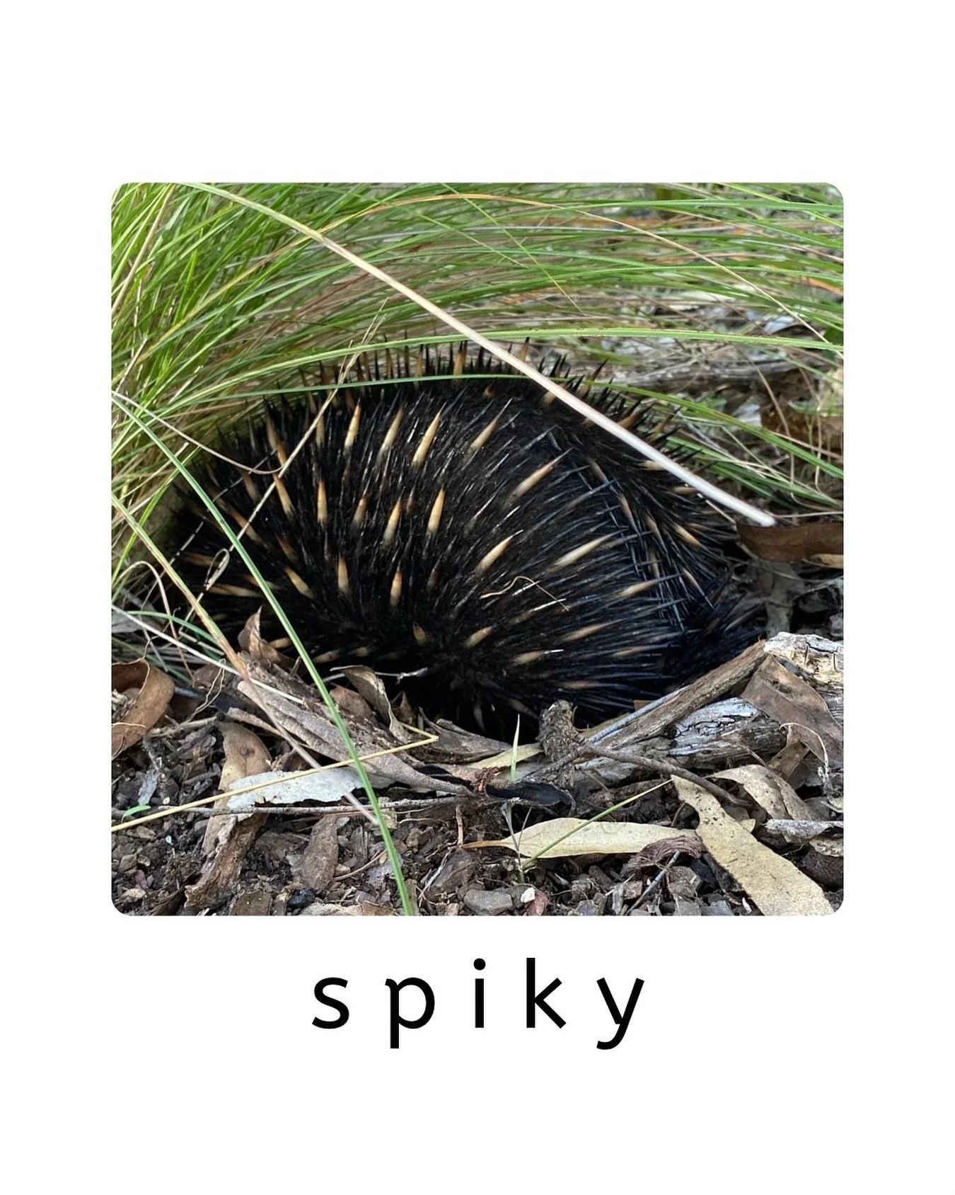 We&rsquo;ve heard a rumour that there are echidnas at our local Newport Lakes! I hope we get to see one.

#littlewildcards #newportlakes #urbanadventures #littleexplorers #ecokids #100hoursoutside #melbournedaysout