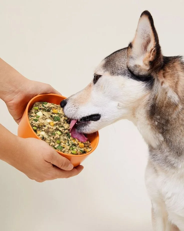 Beyond the Kibble: How Fresh “Toppers” Super-charge Your Dog’s Bowl